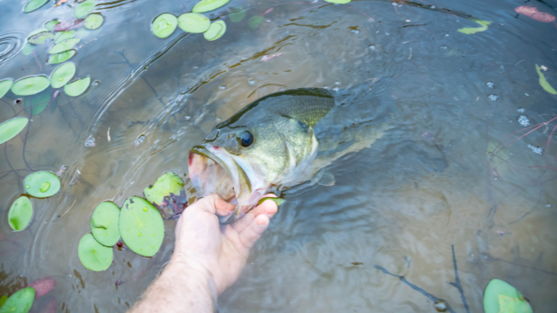 A Beginner's Guide to Fishing at Union Lake, New Jersey