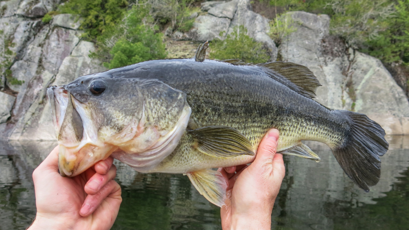 Largemouth Bass in New Jersey